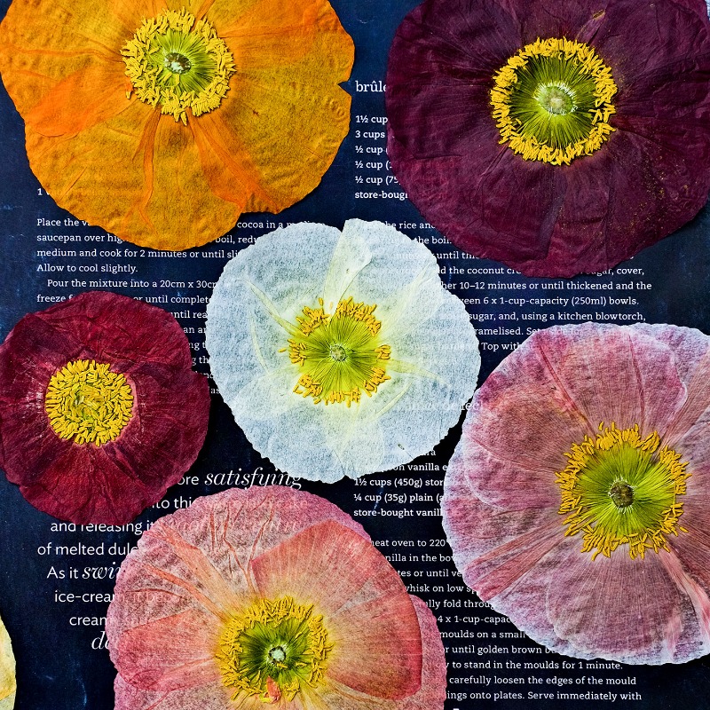 1pcs,Nature Field Poppy Presse - Resin Art For Photo Frame recension och pris