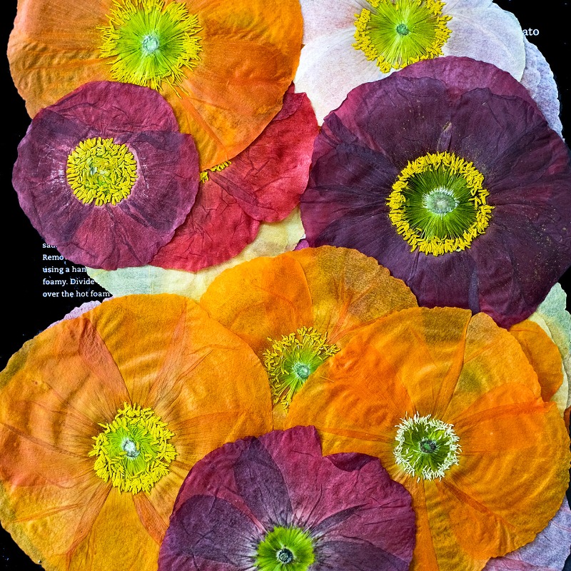 1pcs,Nature Field Poppy Presse - Resin Art For Photo Frame recension och pris